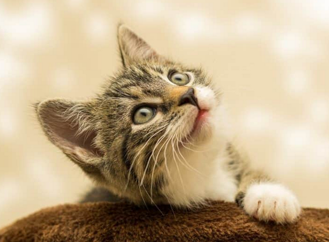 Alimentation et croissance du chaton